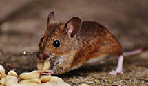 24 Hour & Emergency Exterminators in San Pedro, CA